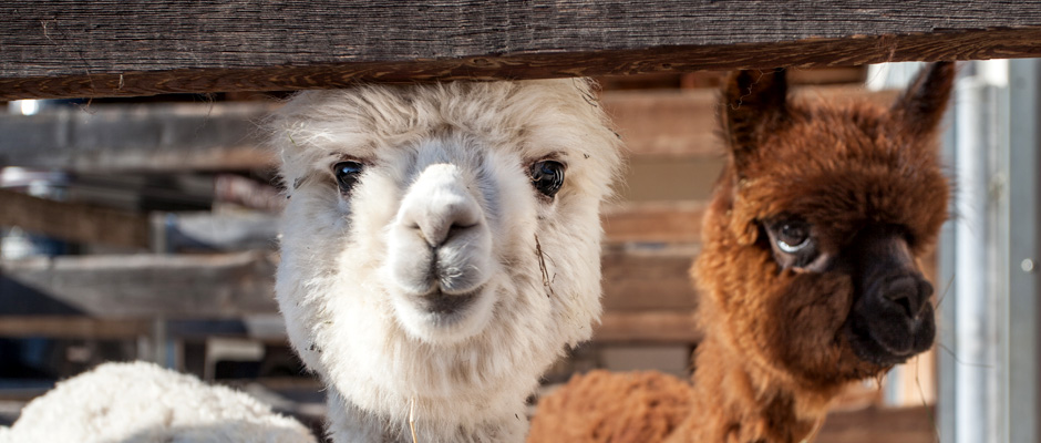 Alpaca al Kaserhof